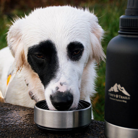 Fido's Trails 3-in-1 Water Bottle 1 Litre For Dogs & Owners