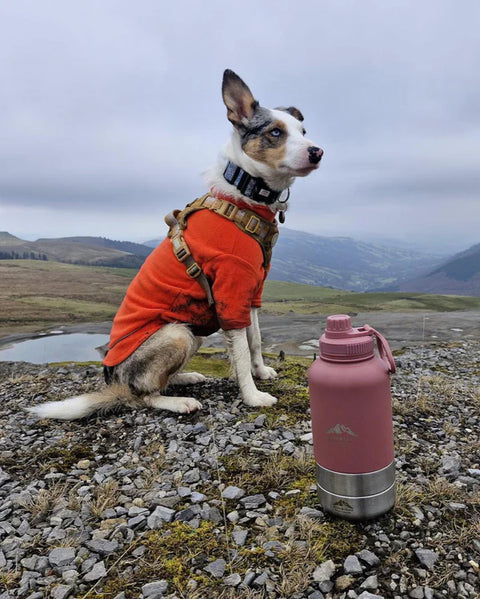 Fido's Trails 3-in-1 Water Bottle 1 Litre For Dogs & Owners