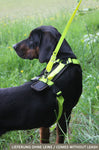 black dog wearing tracker harness