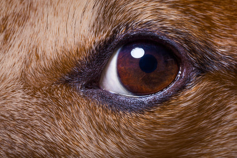 Understanding how gundogs see