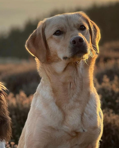 Gundog Theft Awareness Week
