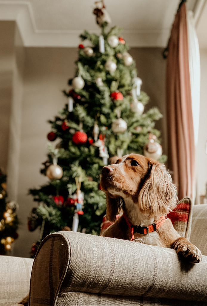 The Dog-Friendly Christmas Guide