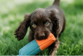 gun dog training 