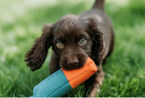 Gun Dog Training