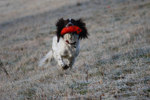 gundog dummies