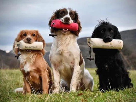 gun dog supplies