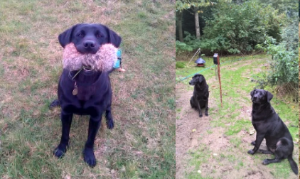 gundog training 