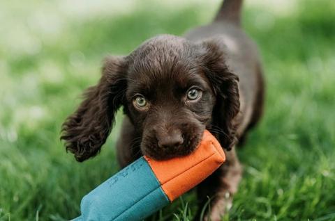 gun dog training 