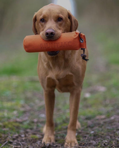 Muntjac Trading Gun Dog Training Equipment Working Dogs muntjac-trading-gun-dog-training-equipment-working-dogs
