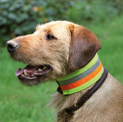 Gundog Safety Equipment