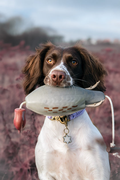 Gundog Water Dummies