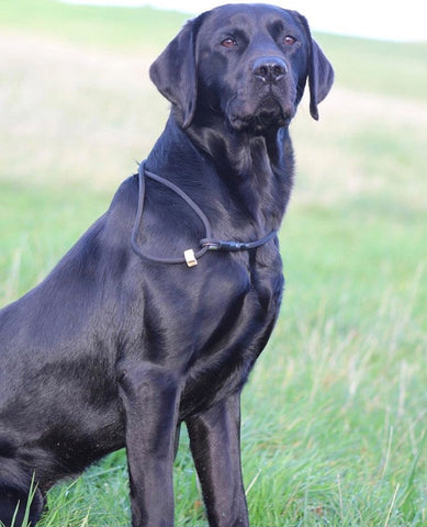 Gundog Leads