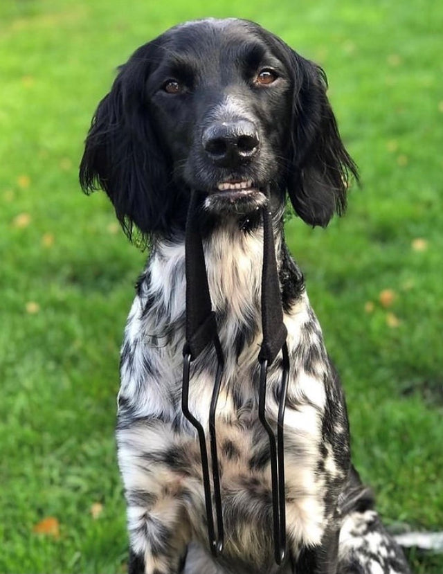 Muntjac Trading Gun Dog Training Equipment Working Dogs