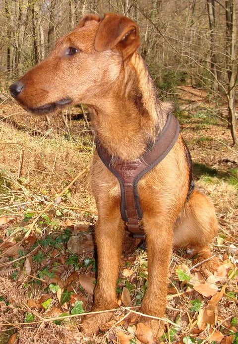 Brown dog wearing a harness in a forest setting