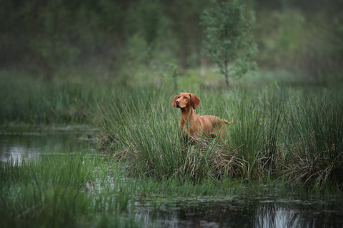OUR NEWEST PRODUCTS FOR GUNDOGS & HANDLERS