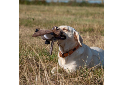 Dog with a toy in its mouth sitting in a grassy field