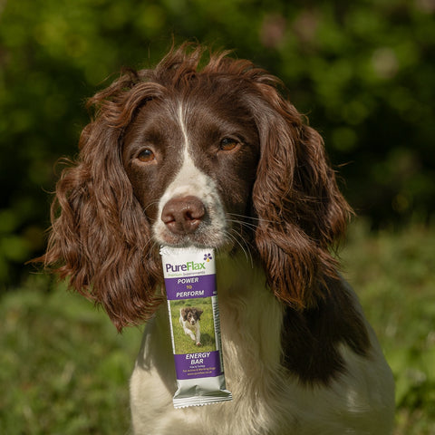 PureFlax energy bar for dogs with a spaniel holding it