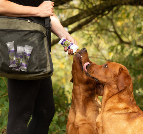 PureFlax energy bar for dogs with 2 red labradors