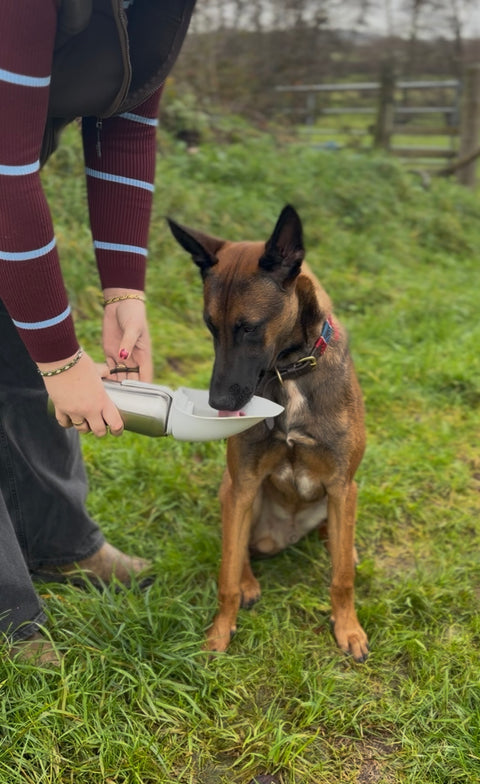 Dog sitting on grass with a person holding a white bottle