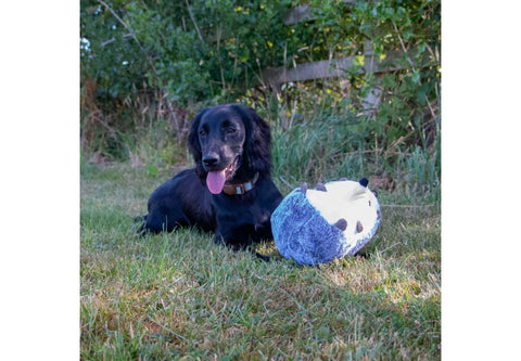 Dog lying on grass next to a plush toy with a blurred background