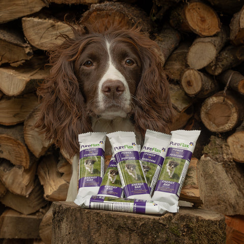 PureFlax energy bar for dogs in front of spaniel