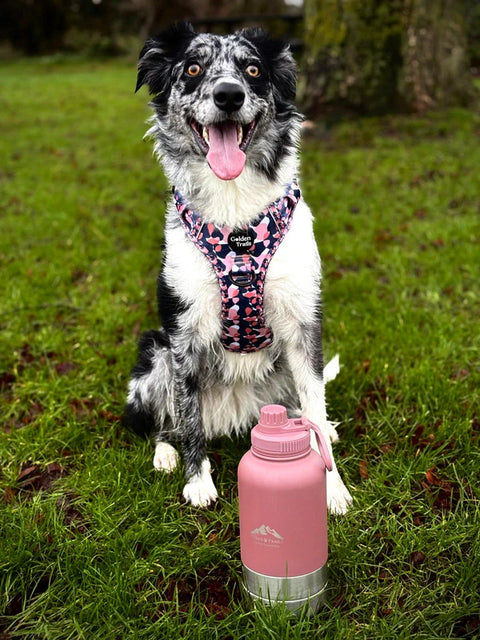Fido's Trails 3-in-1 Water Bottle 1 Litre For Dogs & Owners