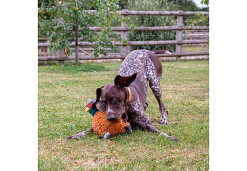 Dog playing with a toy in a grassy field