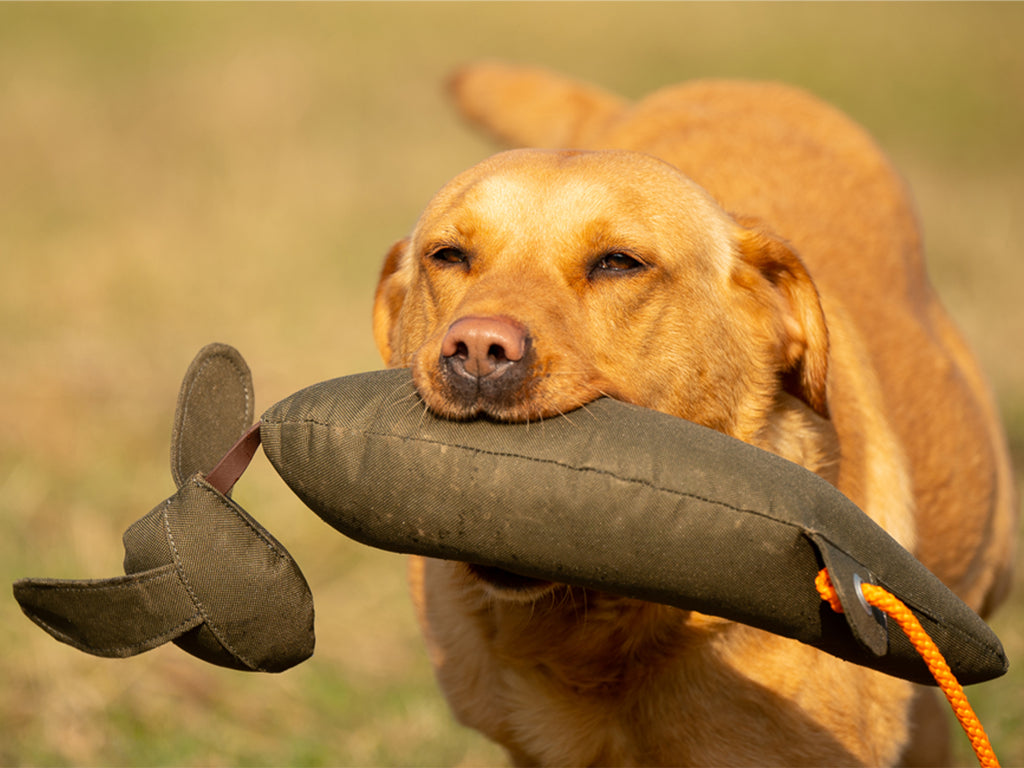 Mystique dog training equipment discount