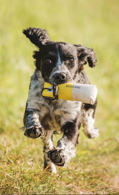 Gundog Dummies