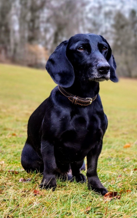 Gundog Collars