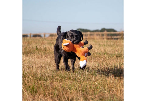 Dog running with a plush toy in a field
