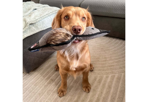 Dog holding a toy in its mouth on a carpeted floor.