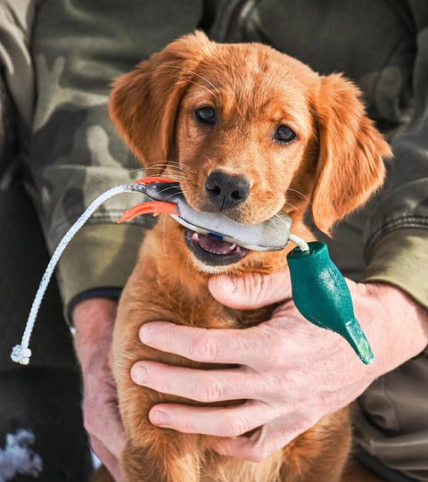 Dokken Dead Fowl Puppy Trainers