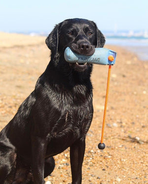 Dog training with mystique training dummy. Gundog gear & training gun dog dummy 