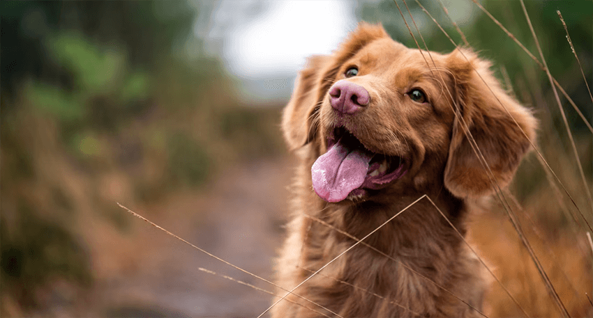 Brown dog with a pink tongue standing in tall grass