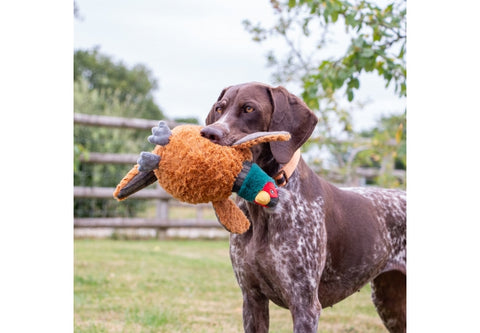 Dog holding a plush toy in its mouth outdoors