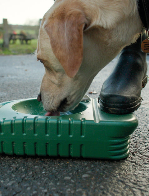 A gun dog drinking out of a Muntjac Trading portable dog water bowl