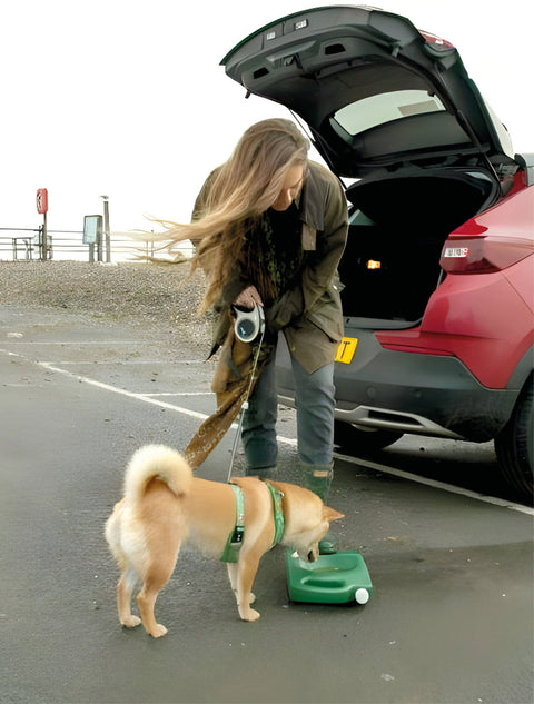 A Corgi gun dog drinking out of a Muntjac Trading portable dog water bowl