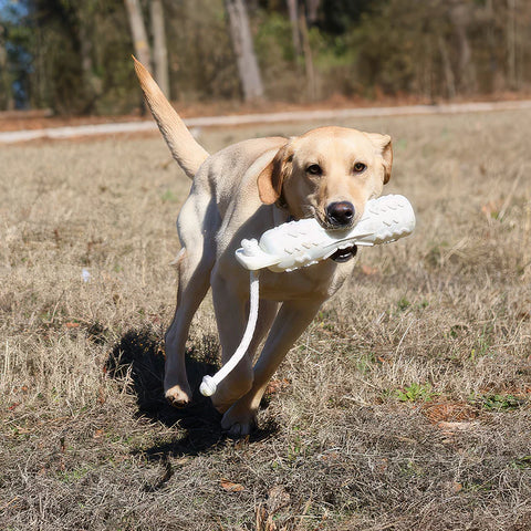 Dog running holding a white dummy