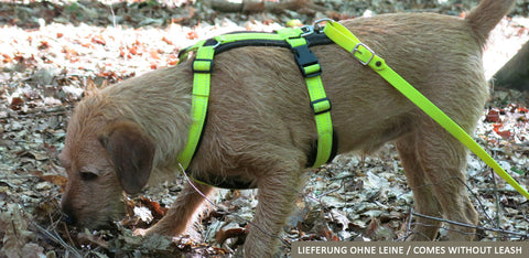 dog wearing flourescent yellow tracker harness