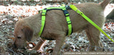 dog wearing flourescent yellow tracker harness