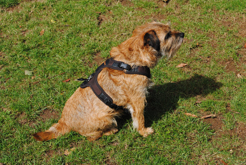 Niggeloh "Follow" Light Harness on dog