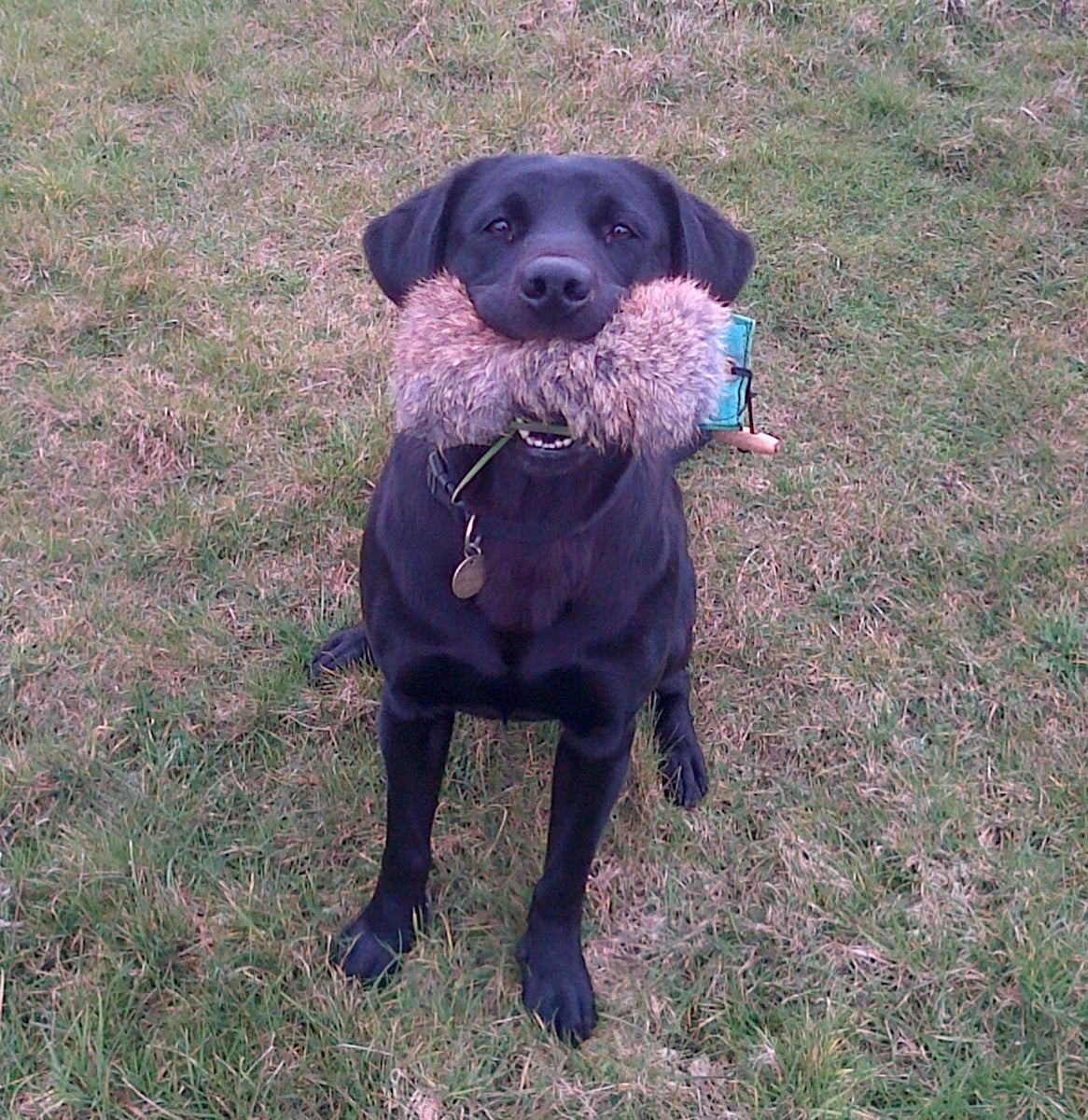 Gun Dog Dummy (Half Fur Half Canvas) – Muntjac Trading