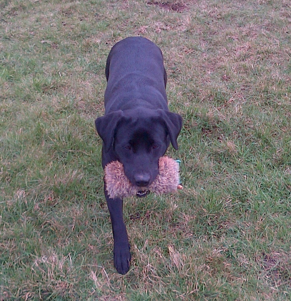 Gun Dog Dummy (Half Fur Half Canvas) – Muntjac Trading