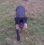 Gundog Dummy (Half Fur Half Canvas)