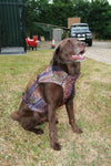 dog wearing dog vest