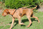 follow tracking harness on working dog