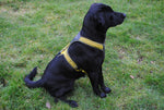 Niggeloh Follow Harness