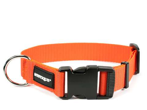 orange Mystique nylon dog collar