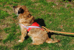 Artus Tracking Harness